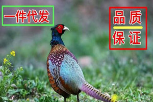 做電子商務(wù)，淘寶代發(fā)貨好做嗎？