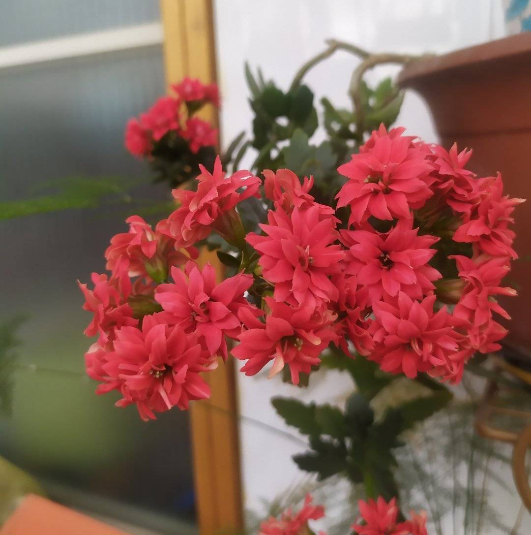 長壽花花開過后怎么弄？有2個選擇，越養(yǎng)越多好劃算！