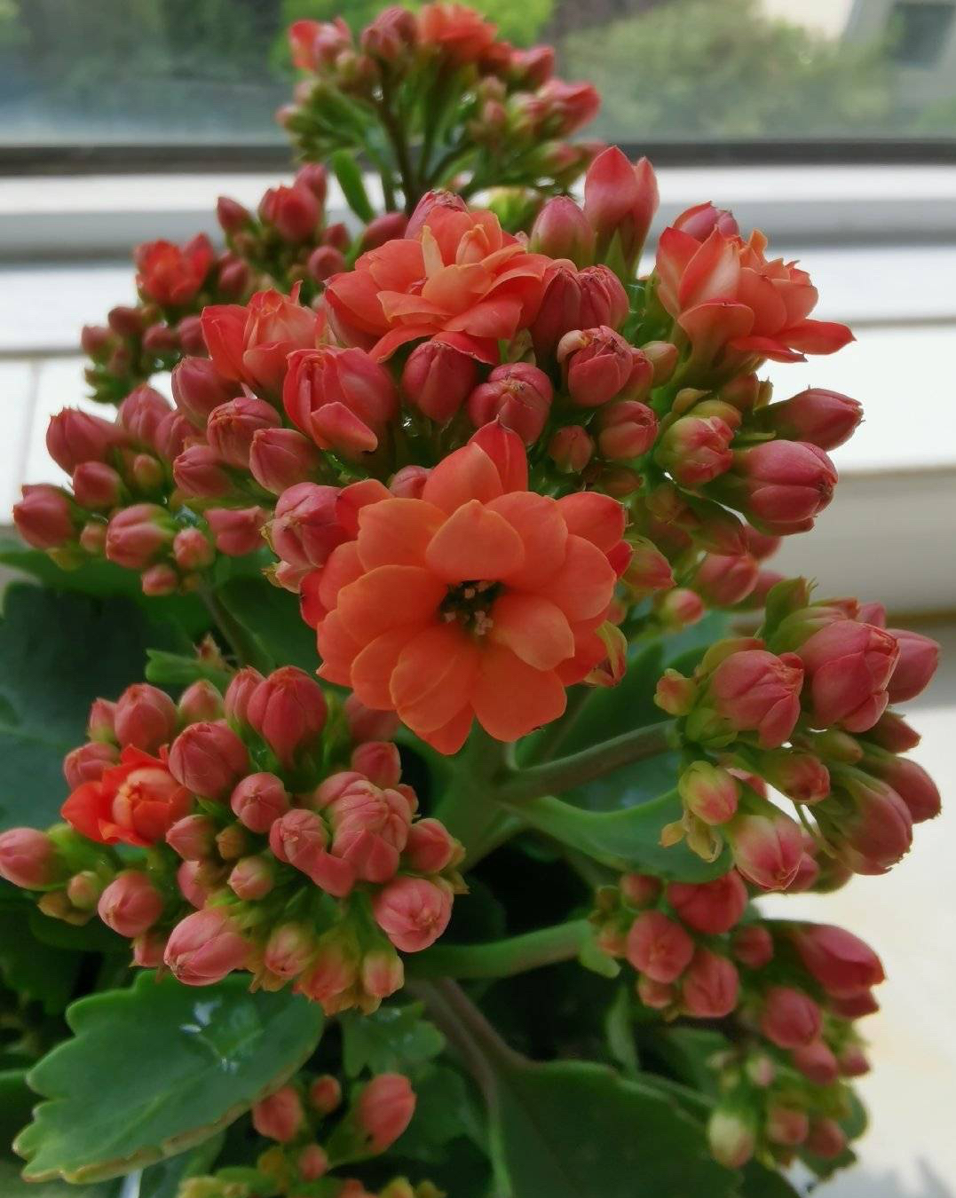 長(zhǎng)壽花開完該怎么做？有2個(gè)選擇，越養(yǎng)越多好劃算，變霸氣老樁