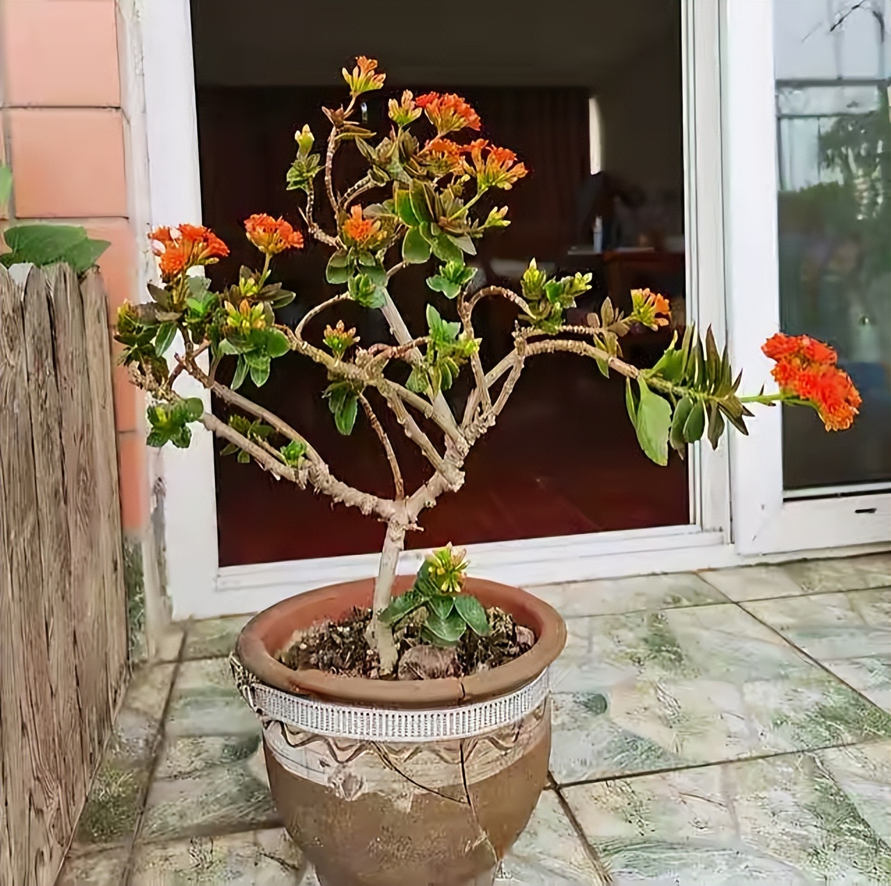 長(zhǎng)壽花開完該怎么做？有2個(gè)選擇，越養(yǎng)越多好劃算，變霸氣老樁