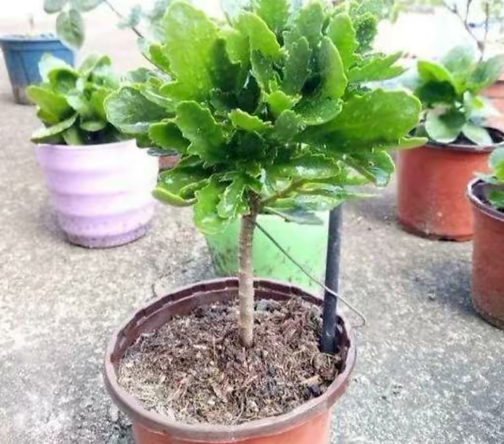 長(zhǎng)壽花開完該怎么做？有2個(gè)選擇，越養(yǎng)越多好劃算，變霸氣老樁