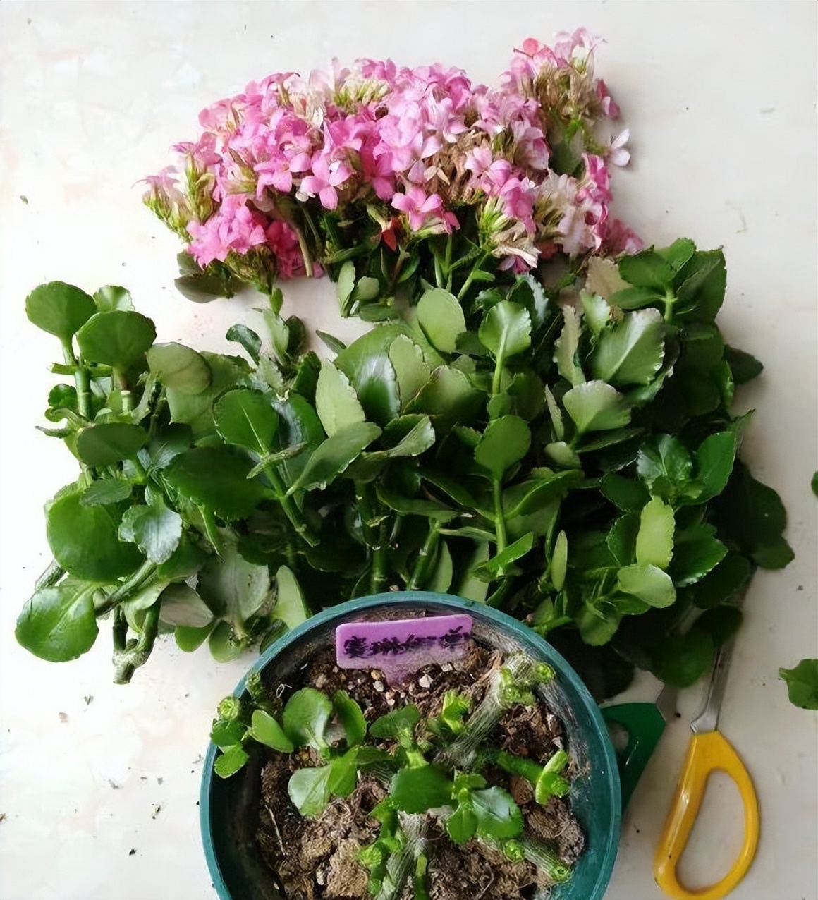 長(zhǎng)壽花開完該怎么做？有2個(gè)選擇，越養(yǎng)越多好劃算，變霸氣老樁