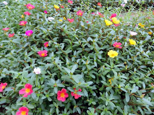 皺菊花圖片 花語(yǔ)（皺菊花圖片權(quán)志龍）