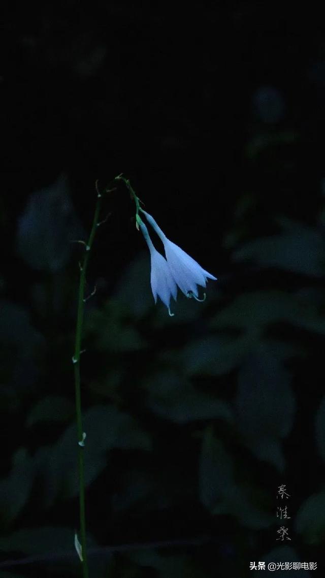 玉簪子花圖片（白玉簪花什么樣子的）