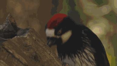 啄木鳥(niǎo)意大利語(yǔ)（啄木鳥(niǎo)是哪個(gè)國(guó)家的鳥(niǎo)）