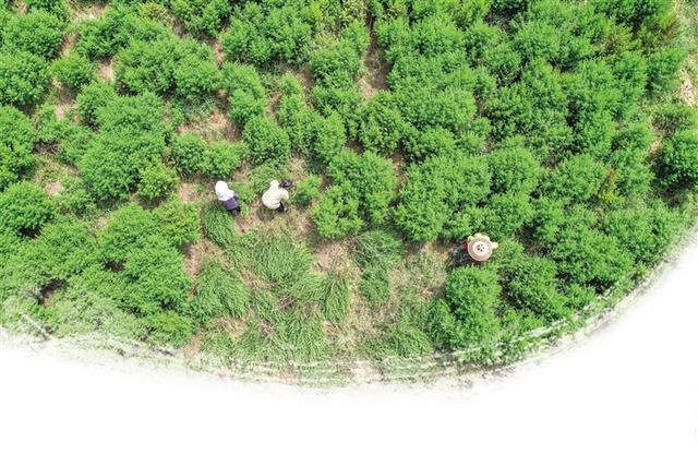 青草女裝工作室（廣東青青草服飾）