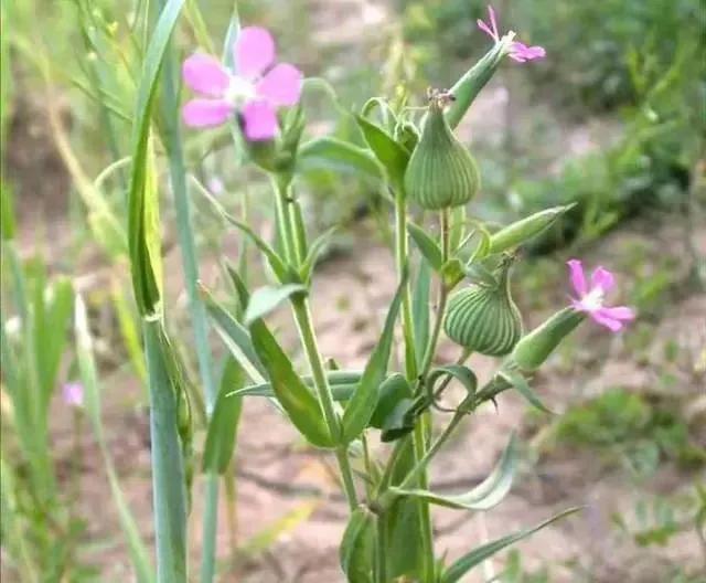 面條圖片大全，野生面條菜圖片？