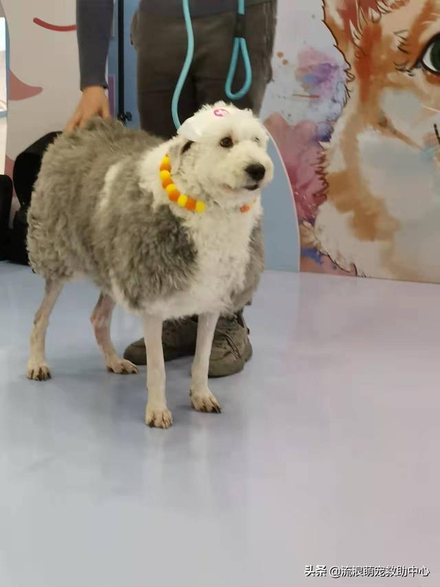 古牧為什么是禁養(yǎng)犬，古牧犬圖片造型？