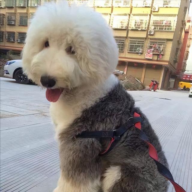 古牧犬適合家養(yǎng)嗎，古牧犬的簡介？