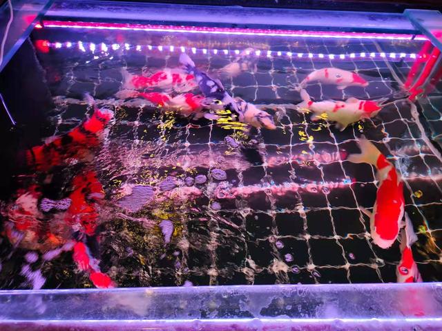 水族箱，迷你的魚(yú)缸？