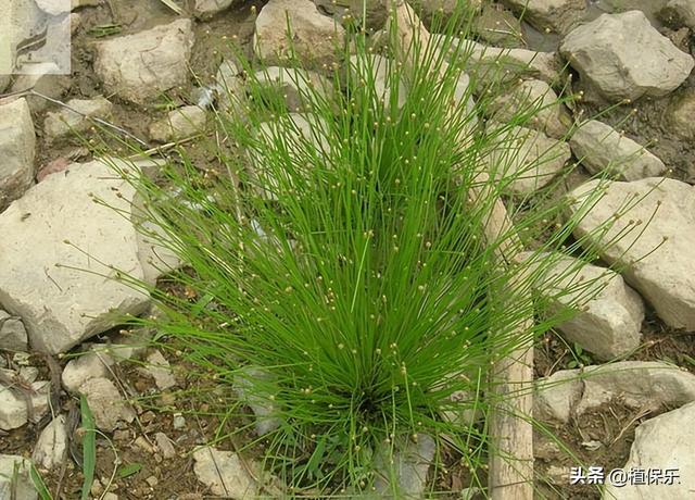 丁草胺能除草嗎，丁草胺的使用范圍？