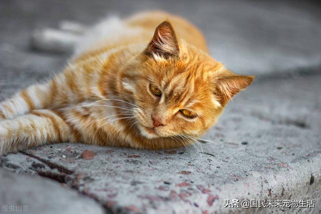 貓傳腹是被嚇出來(lái)的病嗎（貓被嚇到會(huì)得貓傳腹嗎）