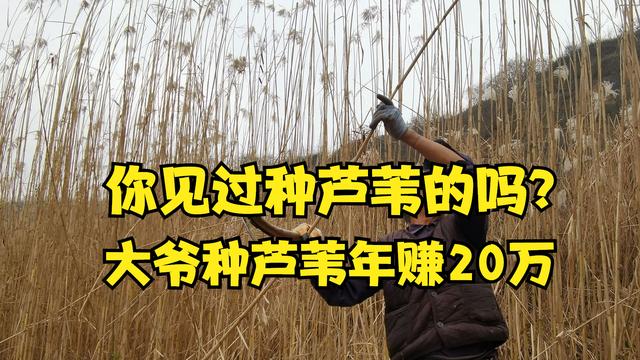 哪里供應(yīng)批發(fā)蘆葦苗，本地蘆葦苗批發(fā)廠家電話？