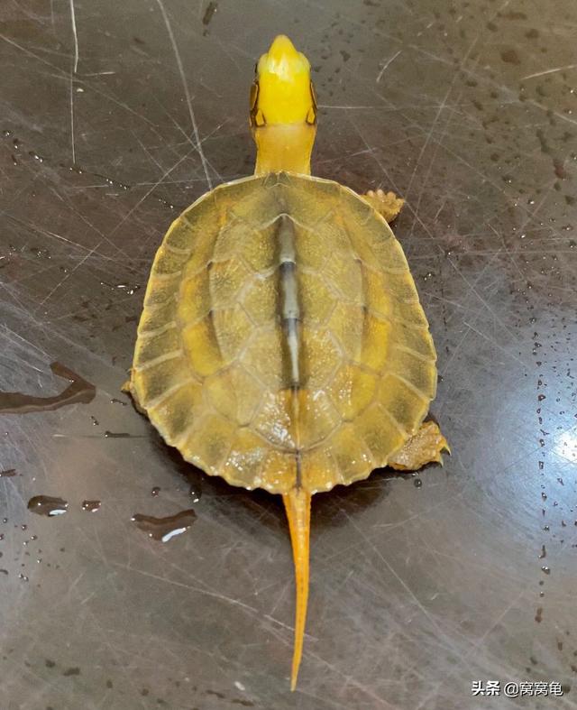 甲魚苗多少錢一斤 哪里有批發(fā)的，100只甲魚苗多少錢？