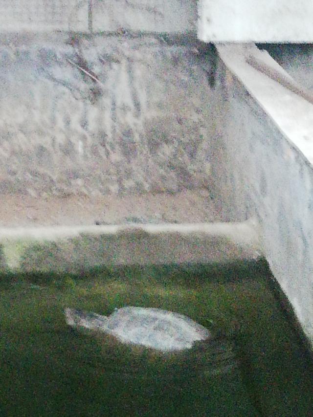 半斤左右的甲魚苗多少錢一只，250克甲魚苗多少錢一斤？