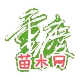 水生植物批發(fā)種植基地在哪里，水生植物批發(fā)種植基地地址？