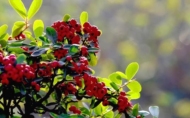 哪里有火棘苗生產(chǎn)基地，哪里有火棘苗生產(chǎn)基地賣？