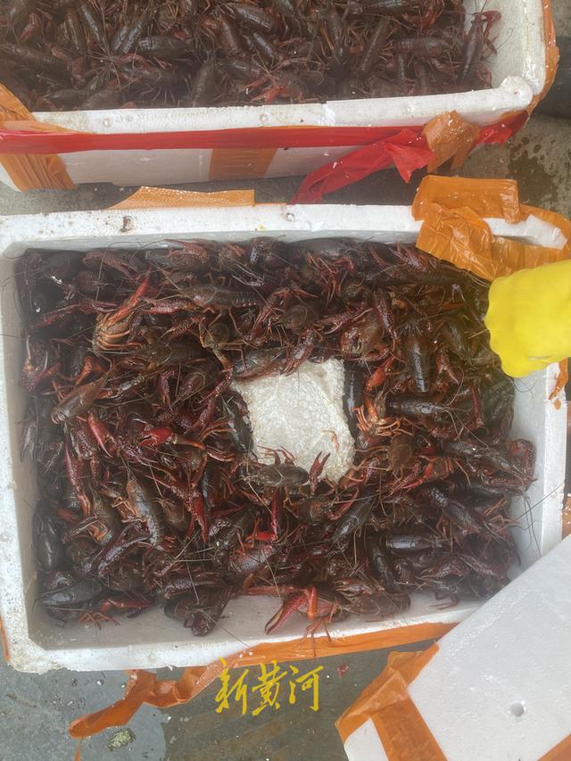 西安小龍蝦多少錢(qián)一斤批發(fā)市場(chǎng)價(jià)格，龍蝦批發(fā)8一10元一斤？