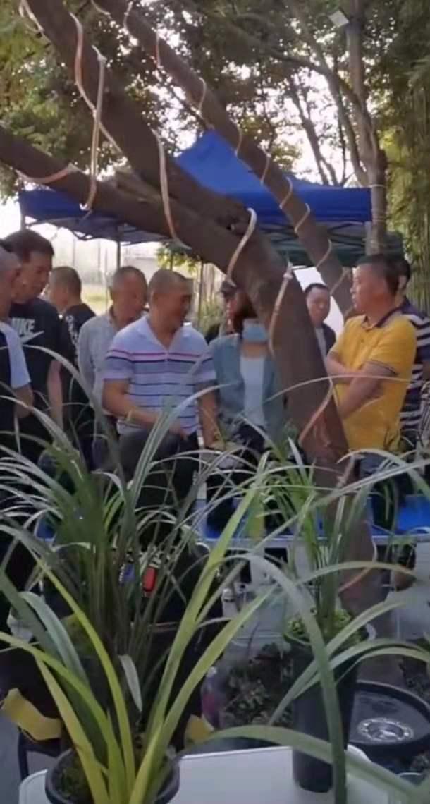 蘭花批發(fā)銷售基地蘭花批發(fā)價(jià)格，蘭花批發(fā)市場？