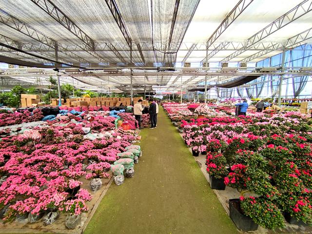 便宜花盆批發(fā)基地在哪里，便宜花盆批發(fā)基地在哪里有？