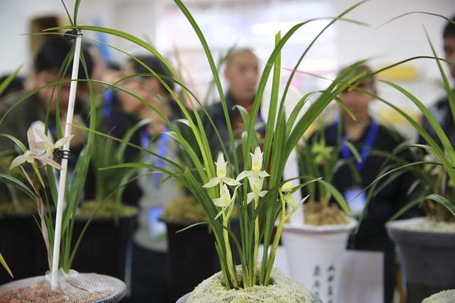 最便宜的蘭花批發(fā)市場，最便宜的蘭花批發(fā)？