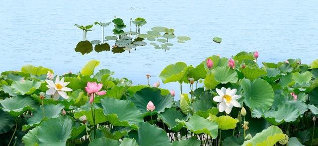 水生植物批發(fā)種植基地，水生植物批發(fā)種植基地成都？