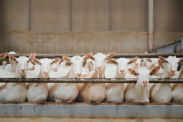 育肥羊飼料批發(fā)廠家，育肥羊飼料批發(fā)廠家電話？