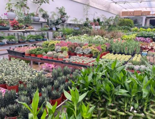 上海綠植批發(fā)基地，上海綠植批發(fā)基地在什么地方？