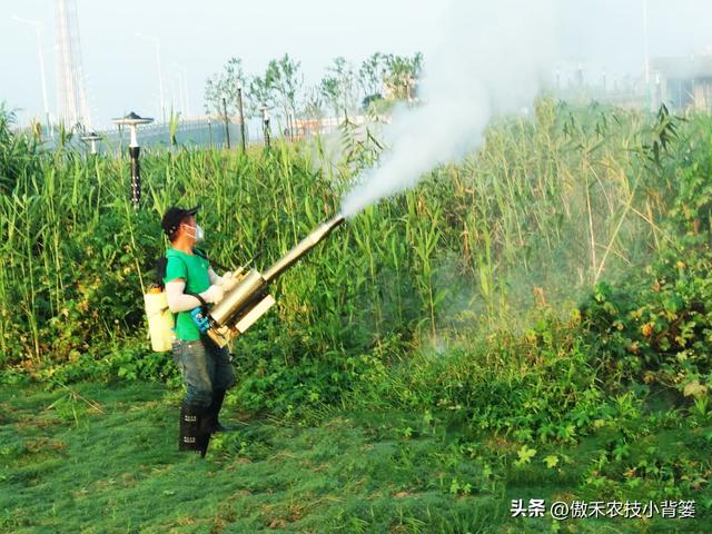 蘆葦苗報(bào)價(jià)，供應(yīng)批發(fā)蘆葦種苗廠？