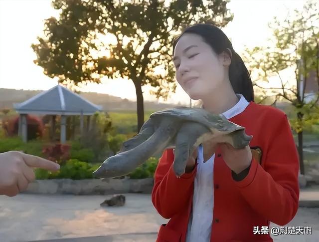 甲魚苗多少錢一只_，甲魚魚苗多少錢一只？