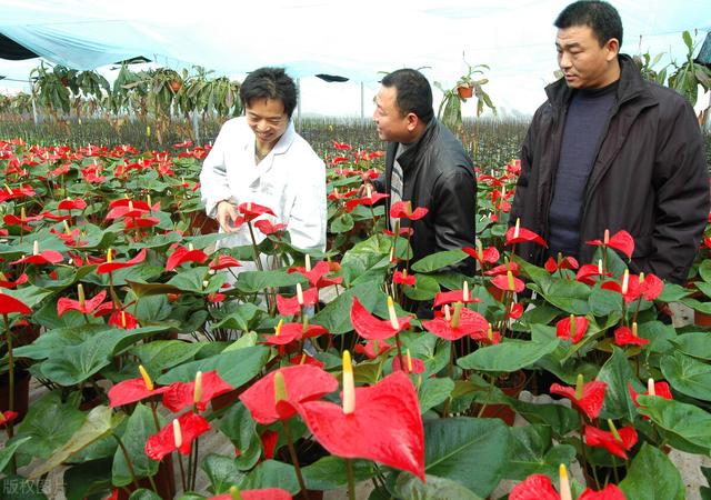 花卉批發(fā)市場(chǎng)進(jìn)貨渠道，花卉批發(fā)市場(chǎng)進(jìn)貨渠道地址？