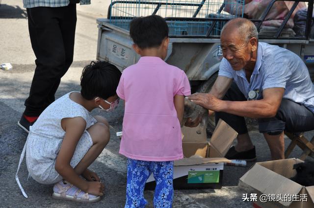 買小狗10元一只小型的，批發(fā)買小狗10元一只
