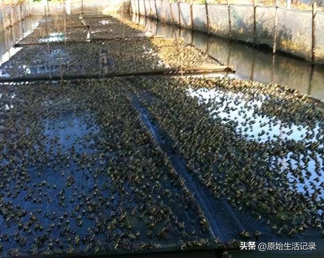 牛蛙價格現(xiàn)在多少錢一公斤，鮮活牛蛙批發(fā)價多少錢一斤？