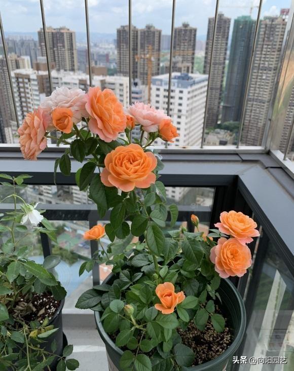 哪里有月季花苗批發(fā)的，哪里有月季花苗批發(fā)的地方？
