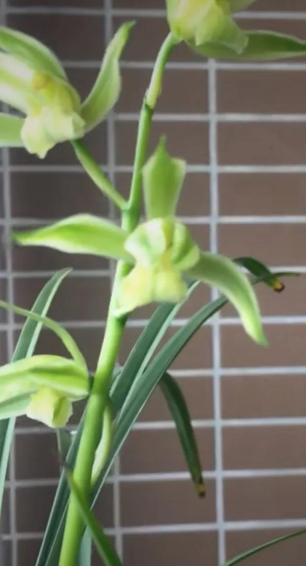 蘭花批發(fā)基地在哪里_，蘭花批發(fā)網(wǎng)？
