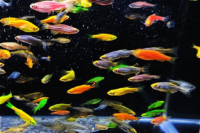 魚(yú)缸批發(fā)哪里有，哪里有賣觀賞魚(yú)缸的地方？