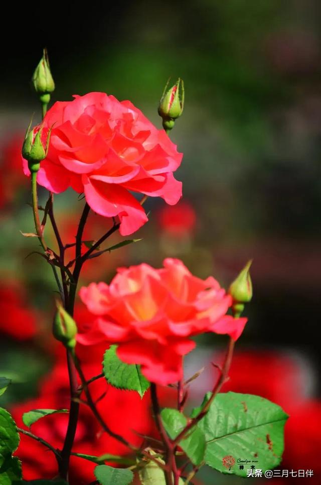 月季花種苗批發(fā)，月季花苗批發(fā)零售？