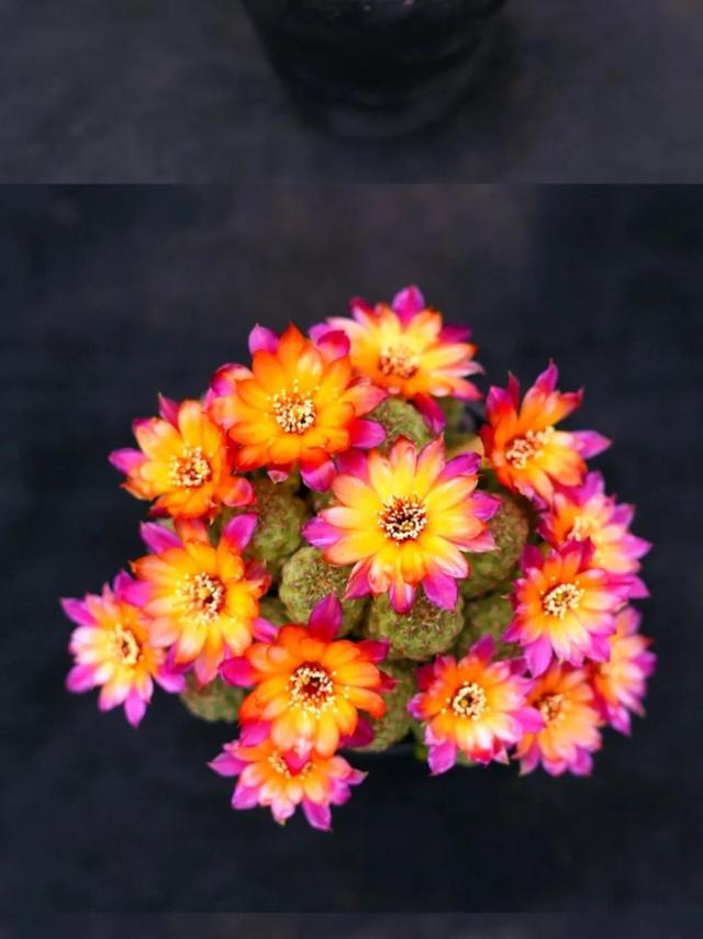 哪里有月季花苗批發(fā)的市場，哪里有月季花苗賣？