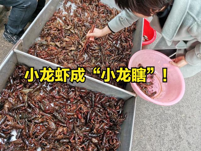 四川龍蝦價(jià)格，成品龍蝦批發(fā)價(jià)錢一斤？