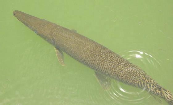 汕頭批發(fā)觀賞魚市場，汕頭賣魚去哪里批發(fā)？