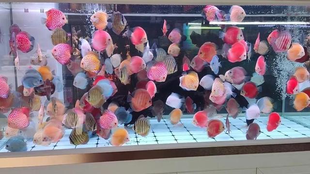 汕頭哪里賣觀賞魚，觀賞魚批發(fā)市場進(jìn)貨？