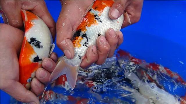 觀賞魚批發(fā)商該去哪里進貨，汕頭淡水魚批發(fā)市場在哪？