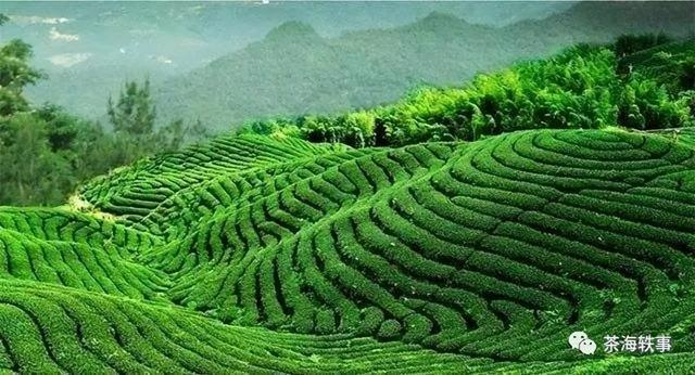 綠茶批發(fā)市場在哪里，綠茶批發(fā)市場在哪里最好？