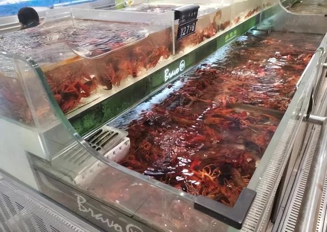 成都龍蝦多少錢(qián)一斤，龍蝦批發(fā)8一10元一斤？