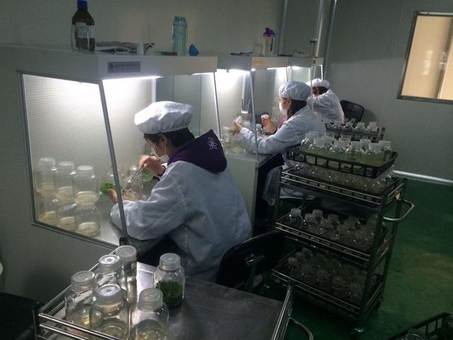 安丘草莓苗批發(fā)市場，廣州草莓苗批發(fā)市場？