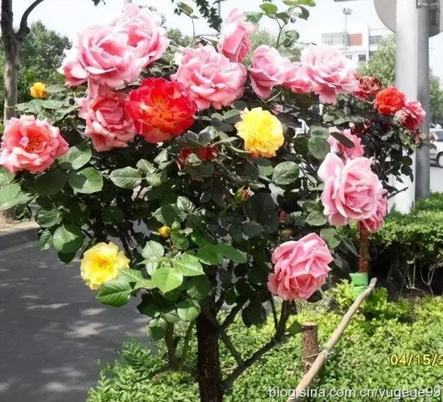 哪里批發(fā)月季苗桂林，桂林月季種植基地？