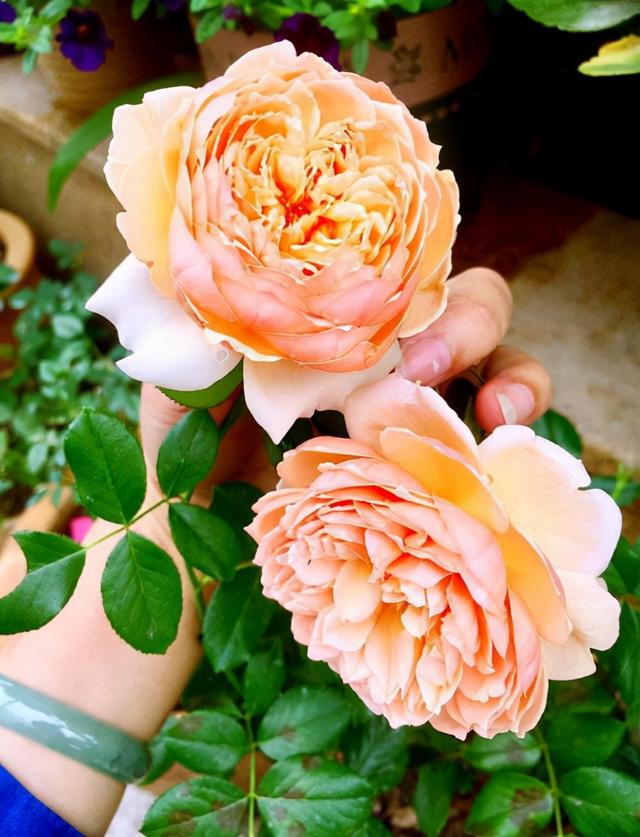 哪里有月季花苗批發(fā)的，哪里有月季花苗批發(fā)的地方？