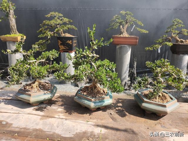 金彈子盆景批發(fā)市場，哪里有賣金彈子盆景？