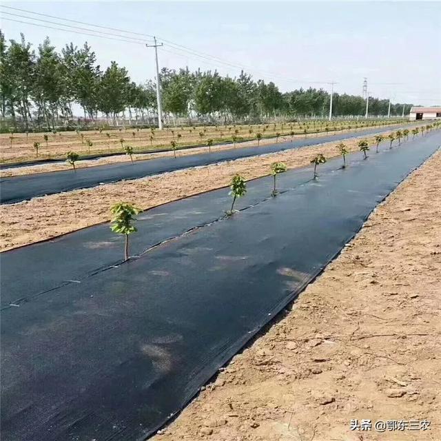 防草布批發(fā)廠家，防草布批發(fā)廠家電話？