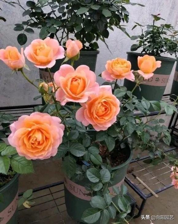 哪里有月季花苗批發(fā)的市場(chǎng)，哪里有月季花苗賣(mài)？